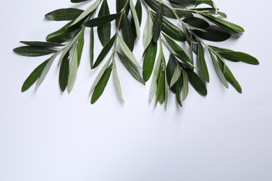 Photo of Olive twigs with fresh green leaves on white background, flat lay. Space for text