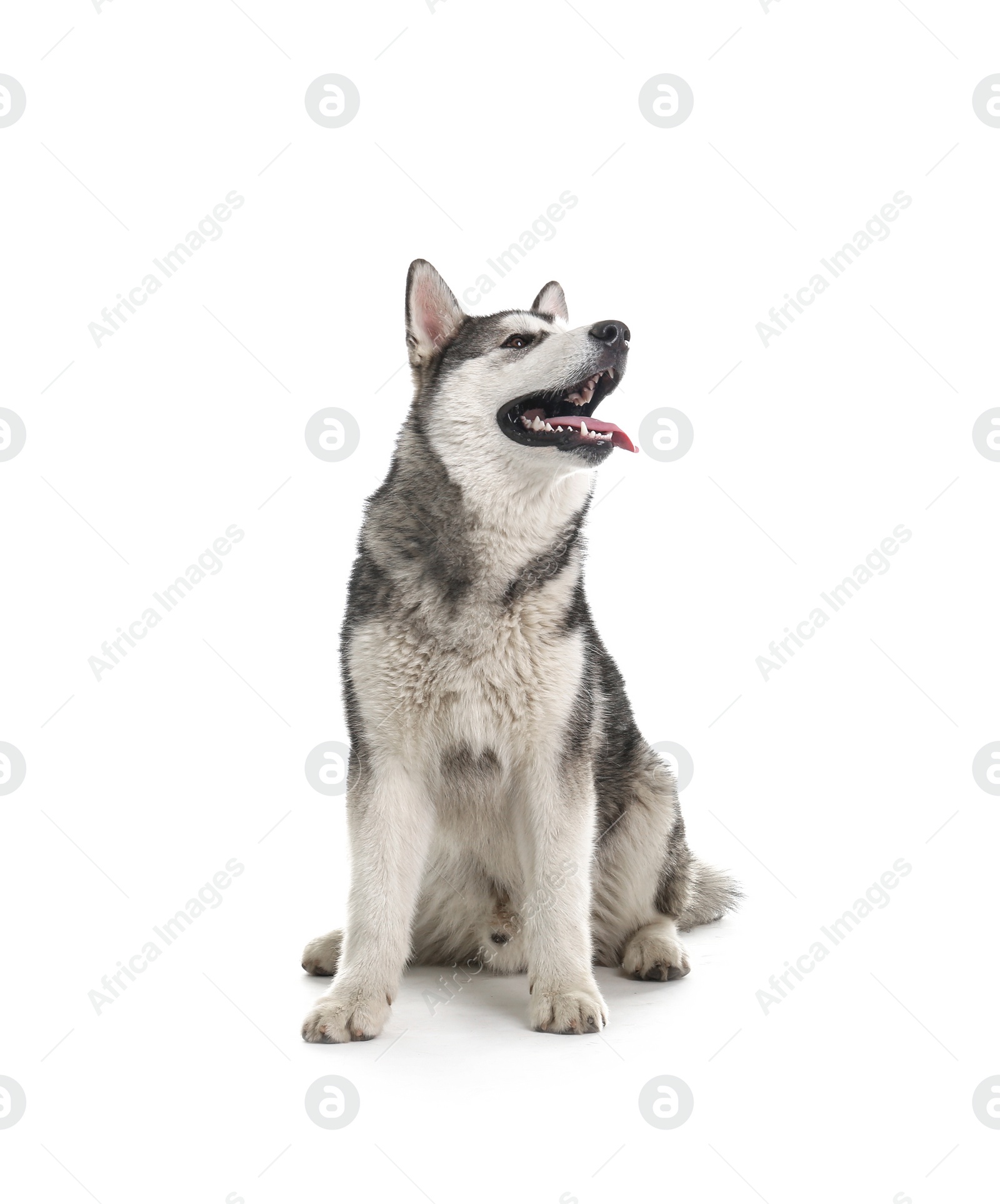 Photo of Cute Alaskan Malamute dog on white background