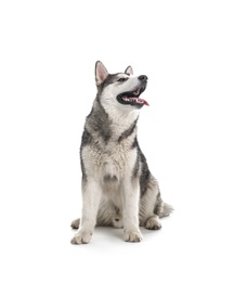 Photo of Cute Alaskan Malamute dog on white background