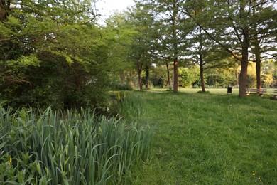 Photo of Picturesque view of park with green grass and plants outdoors