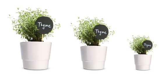 Thyme growing in pots isolated on white, different sizes
