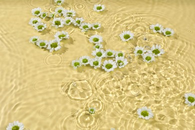 Photo of Beautiful chrysanthemum flowers in water on pale yellow background