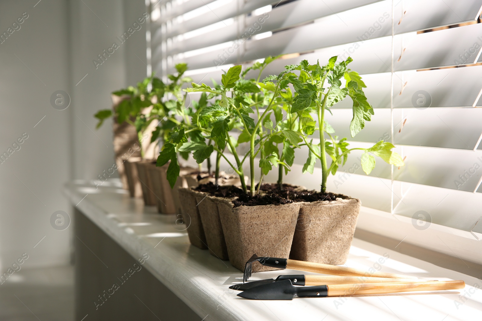 Photo of Gardening tools and green tomato seedlings in peat pots on white windowsill indoors