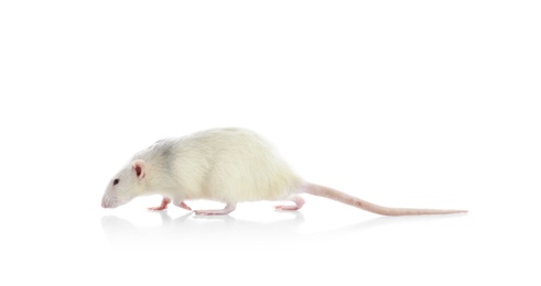 Photo of Cute rat on white background. Small rodent