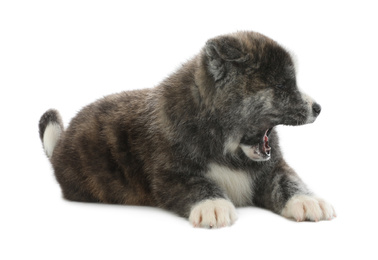 Cute Akita inu puppy on white background. Friendly dog