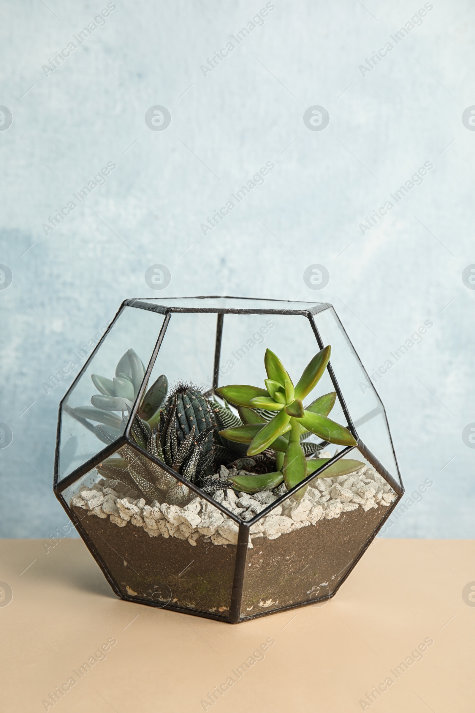 Photo of Glass florarium with different succulents on color background, space for text