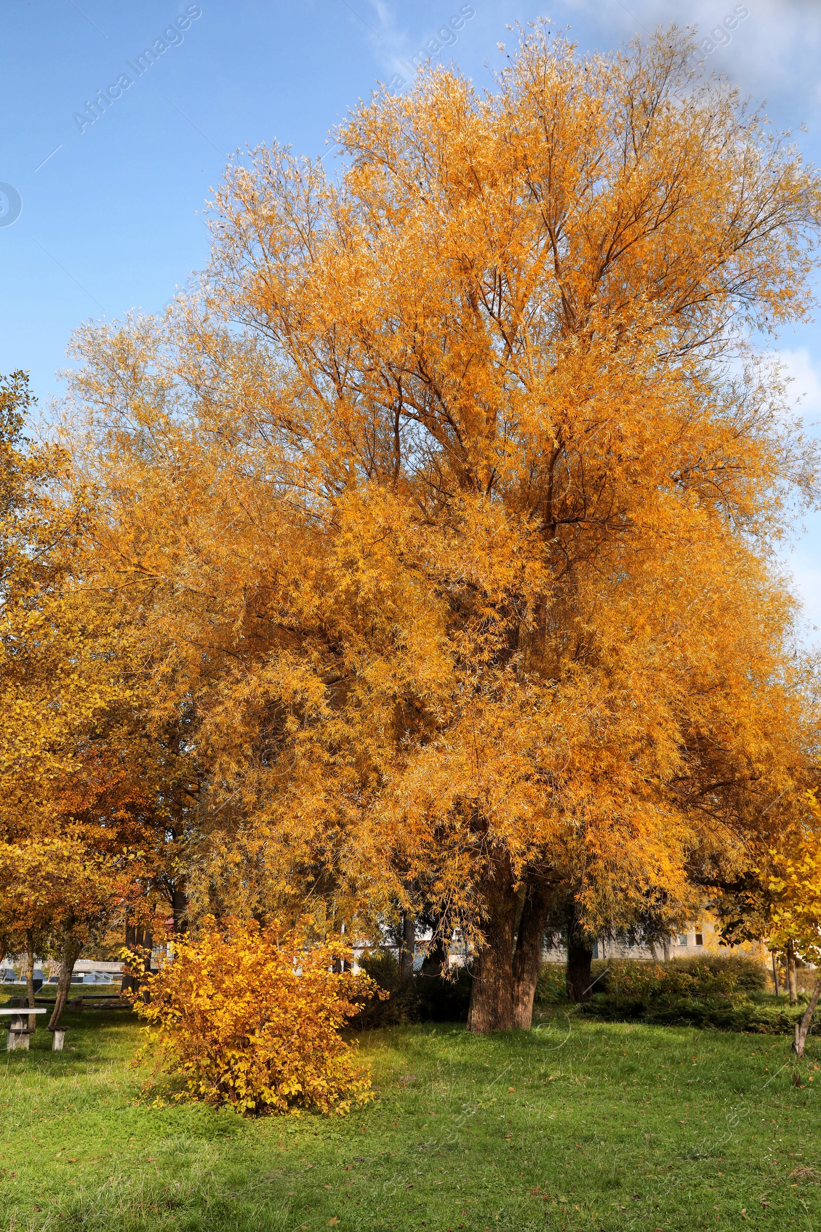 Photo of Picturesque view of trees in beautiful park. Autumn season