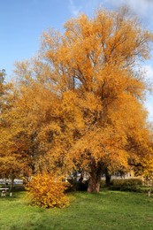 Picturesque view of trees in beautiful park. Autumn season