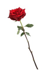 Photo of Beautiful fresh red rose isolated on white