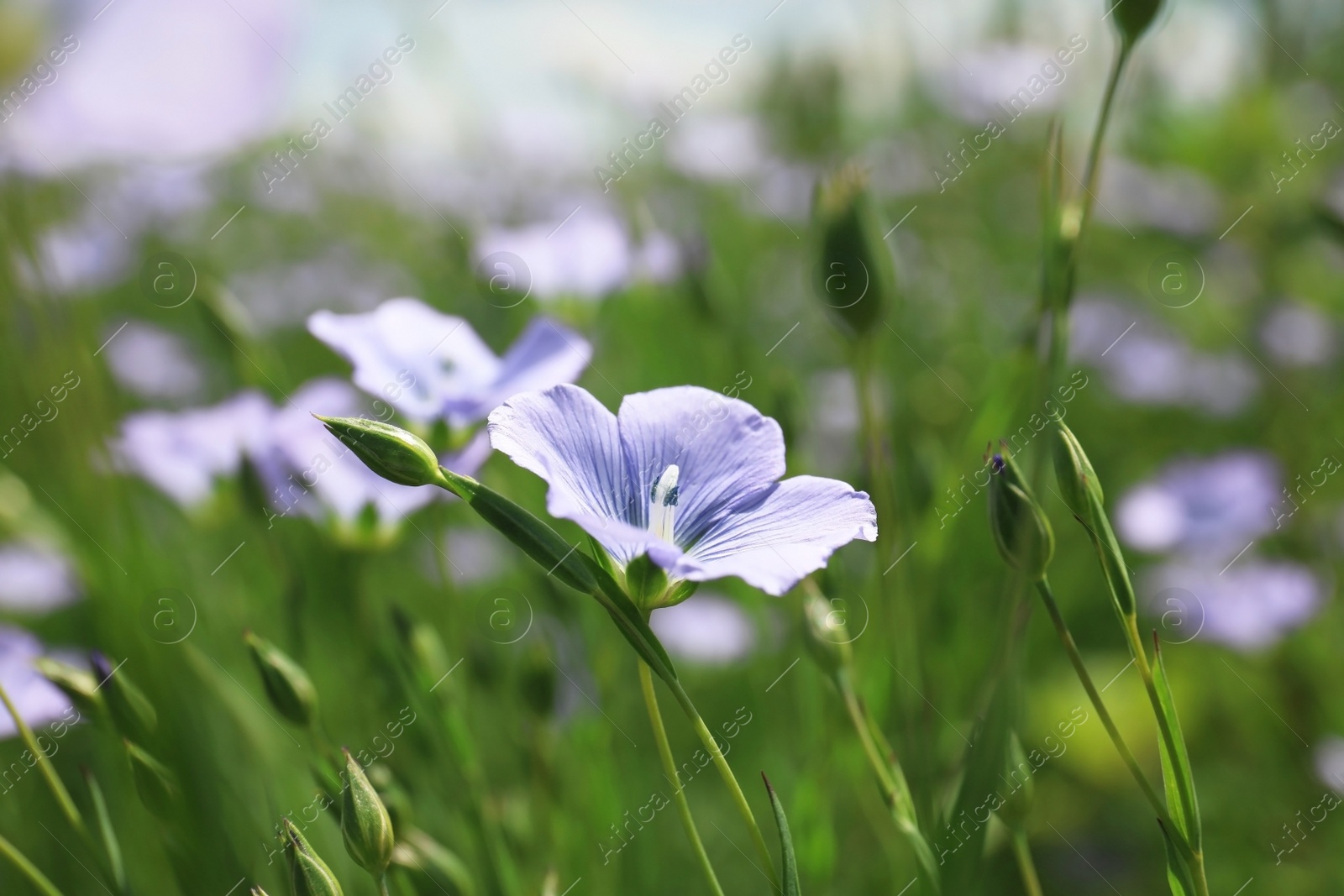 Photo of Closeup view of beautiful blooming flax field