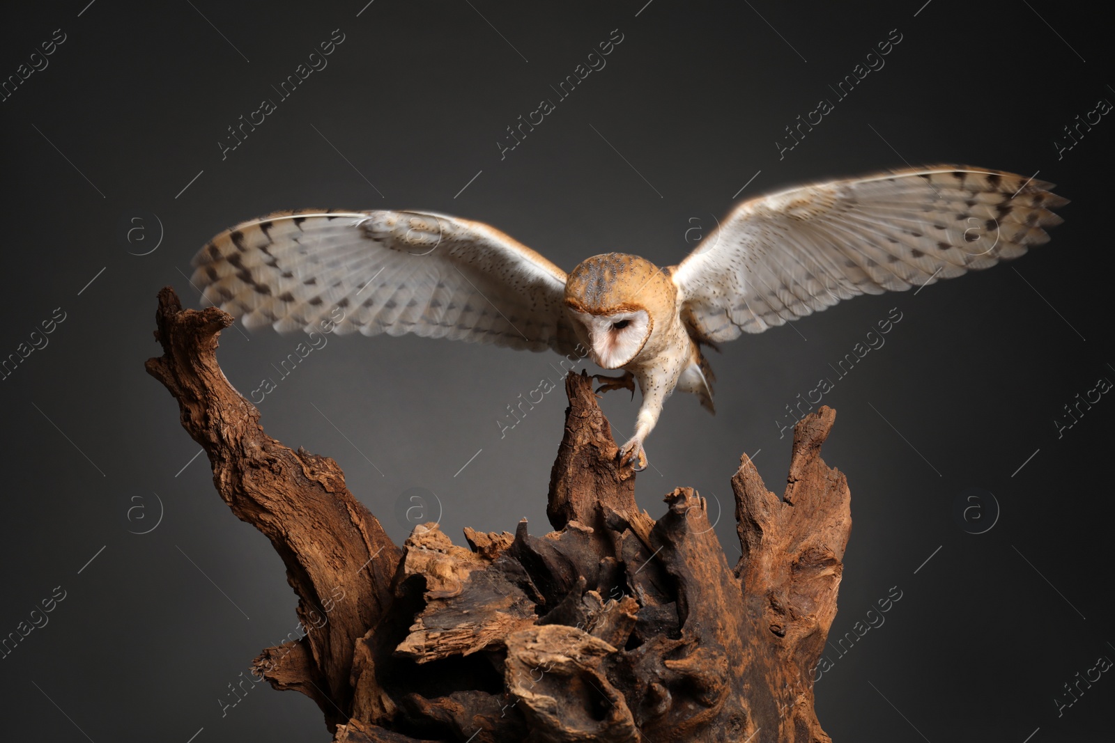 Photo of Beautiful common barn owl on tree against grey background