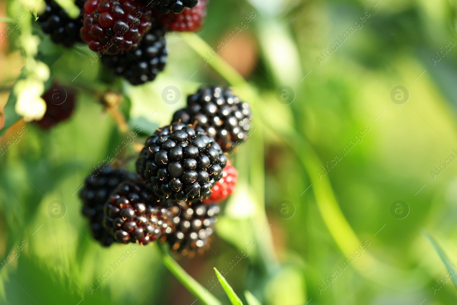Photo of Ripe blackberries growing on bush outdoors, closeup. Space for text
