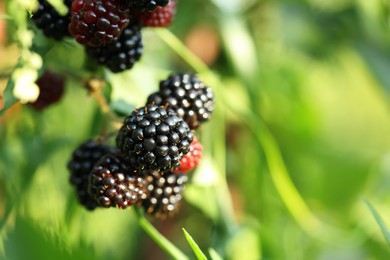 Ripe blackberries growing on bush outdoors, closeup. Space for text