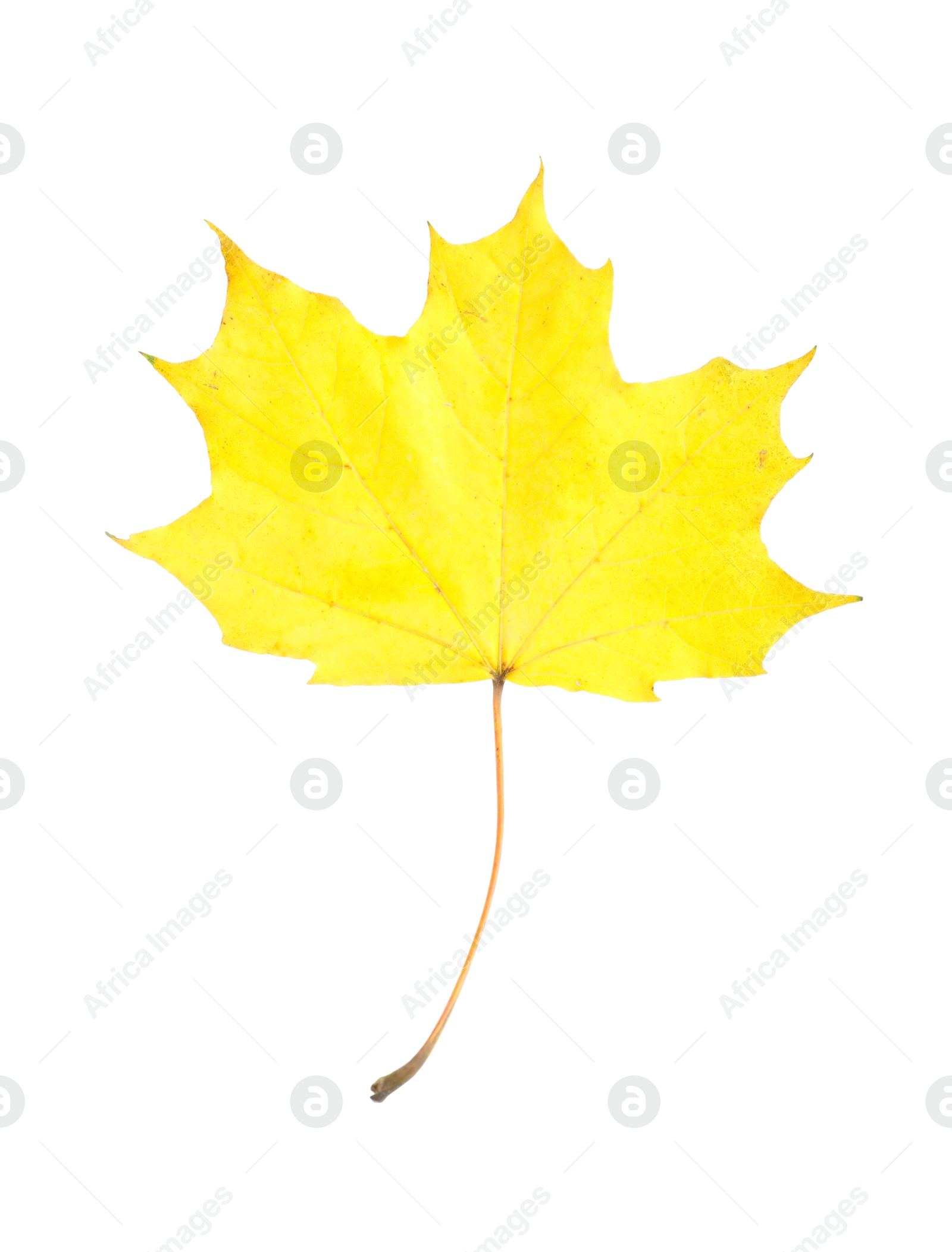 Photo of One maple leaf isolated on white. Autumn season