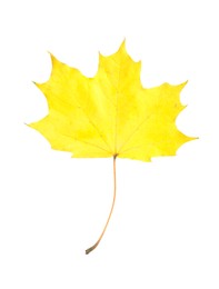 Photo of One maple leaf isolated on white. Autumn season