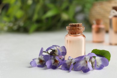 Beautiful wood violets and essential oil on white table, space for text. Spring flowers