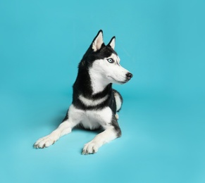 Photo of Cute Siberian Husky dog on blue background