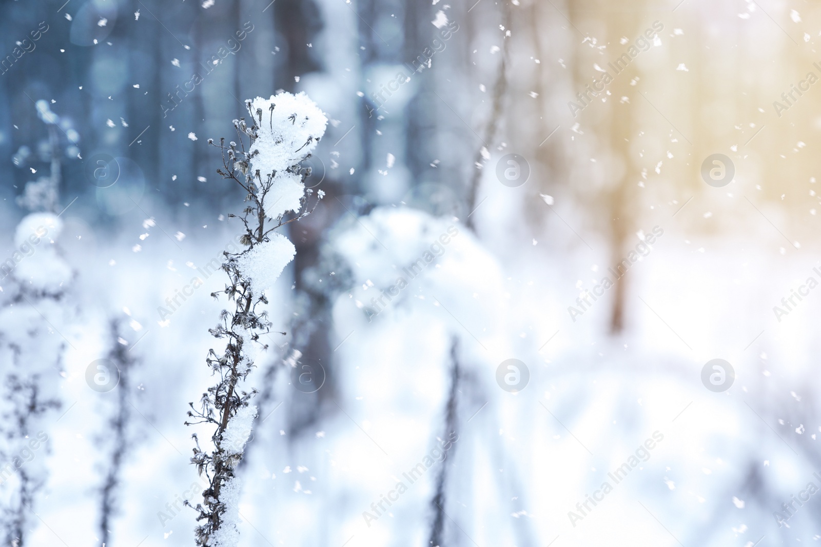 Image of Plant covered with snow outdoors, closeup. Space for text