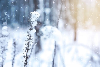 Image of Plant covered with snow outdoors, closeup. Space for text