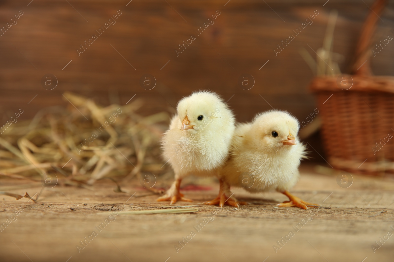 Photo of Cute chicks on wooden table. Baby animals