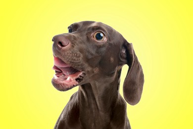 Image of Cute surprised German Shorthaired Pointer dog with big eyes and open mouth on yellow background