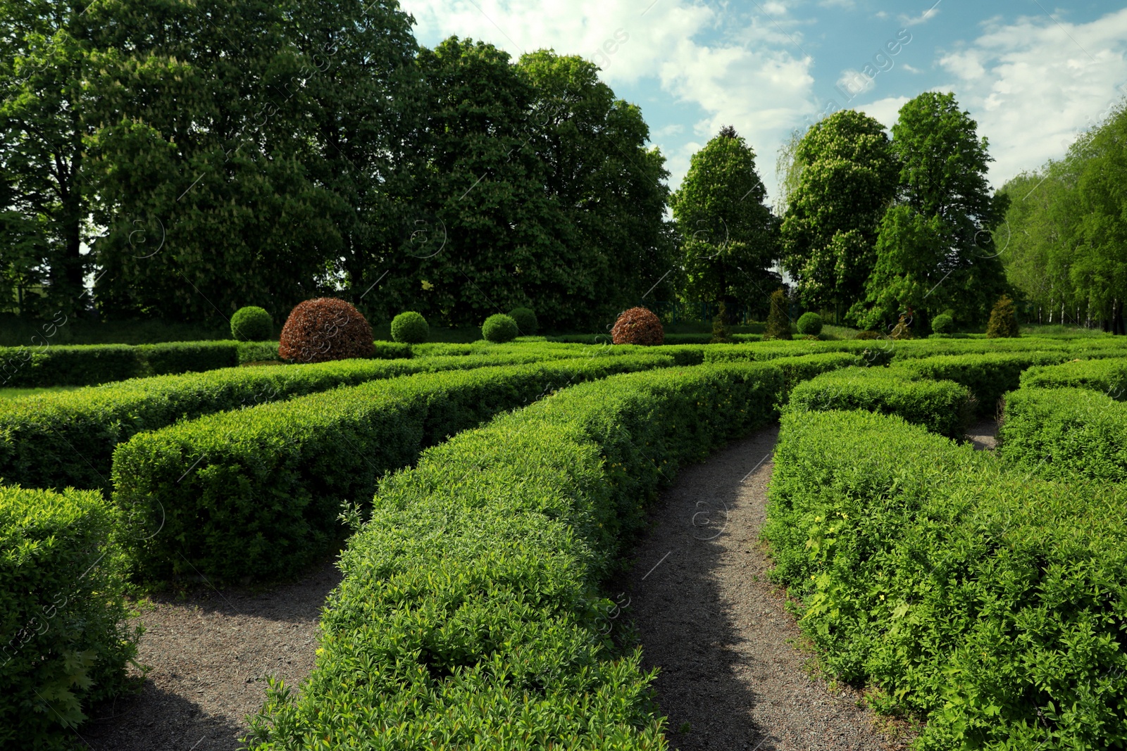 Photo of Beautiful view of green hedge maze on sunny day