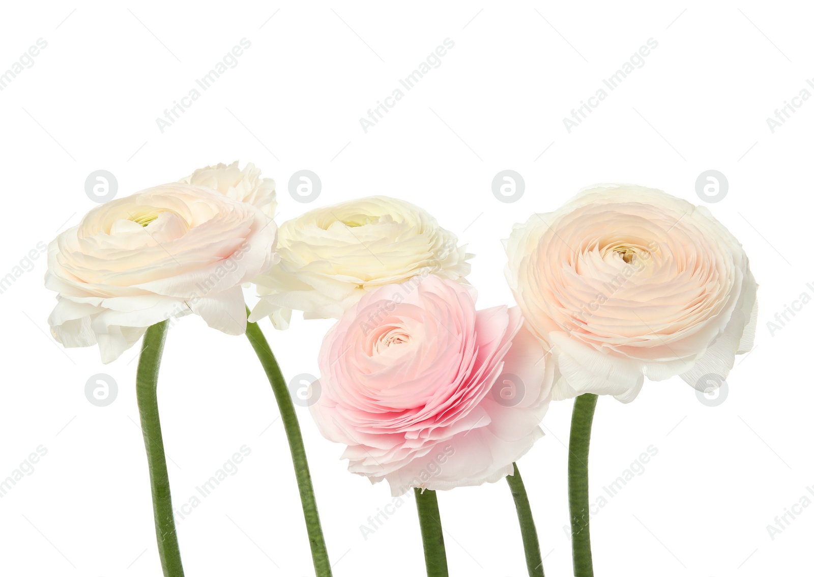 Photo of Beautiful spring ranunculus flowers isolated on white