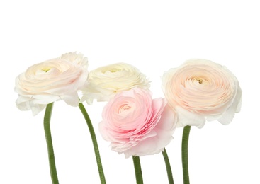 Beautiful spring ranunculus flowers isolated on white