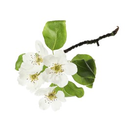 Photo of Beautiful blossoming pear tree branch with flowers on white background