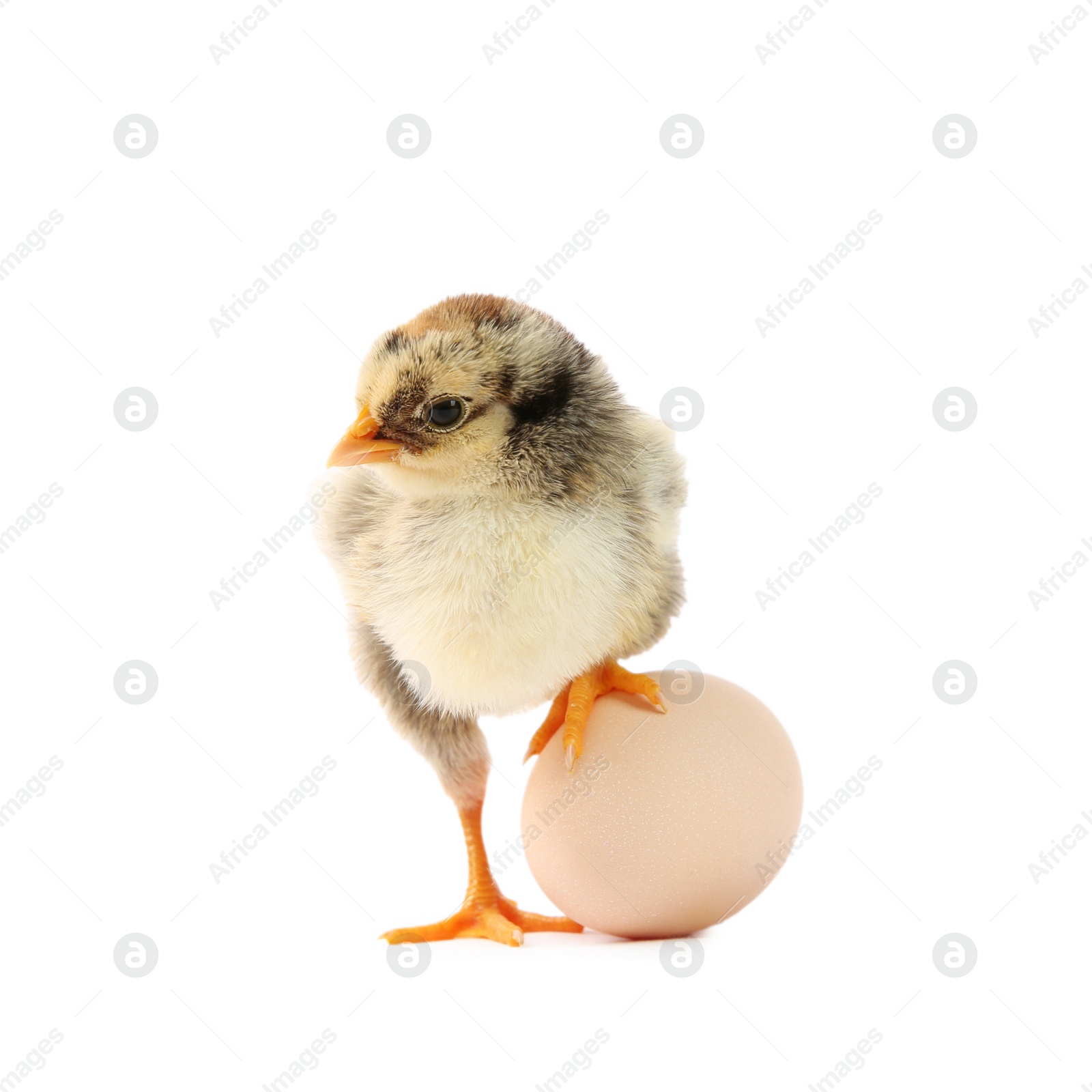 Photo of Cute chick and egg isolated on white. Baby animal