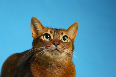 Photo of Beautiful Abyssinian cat on light blue background, closeup. Lovely pet