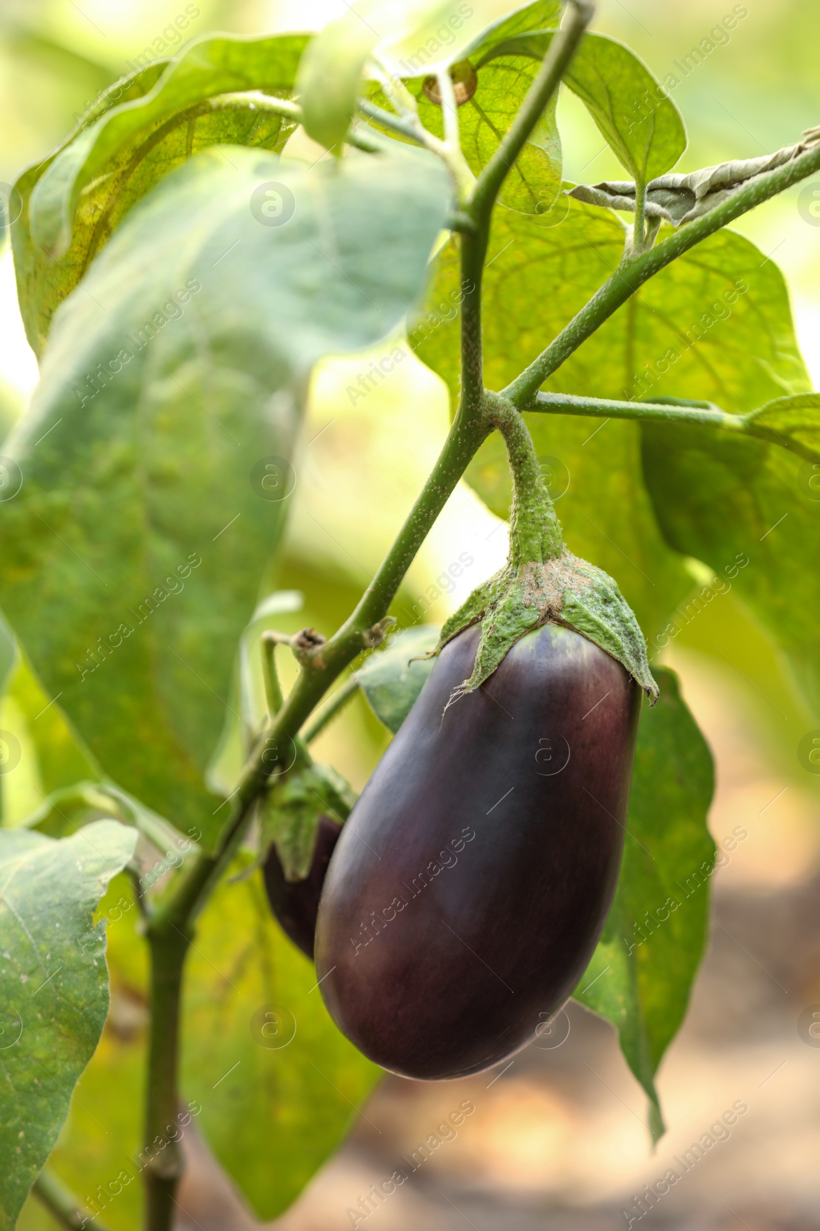 Photo of One small eggplant growing on stem outdoors