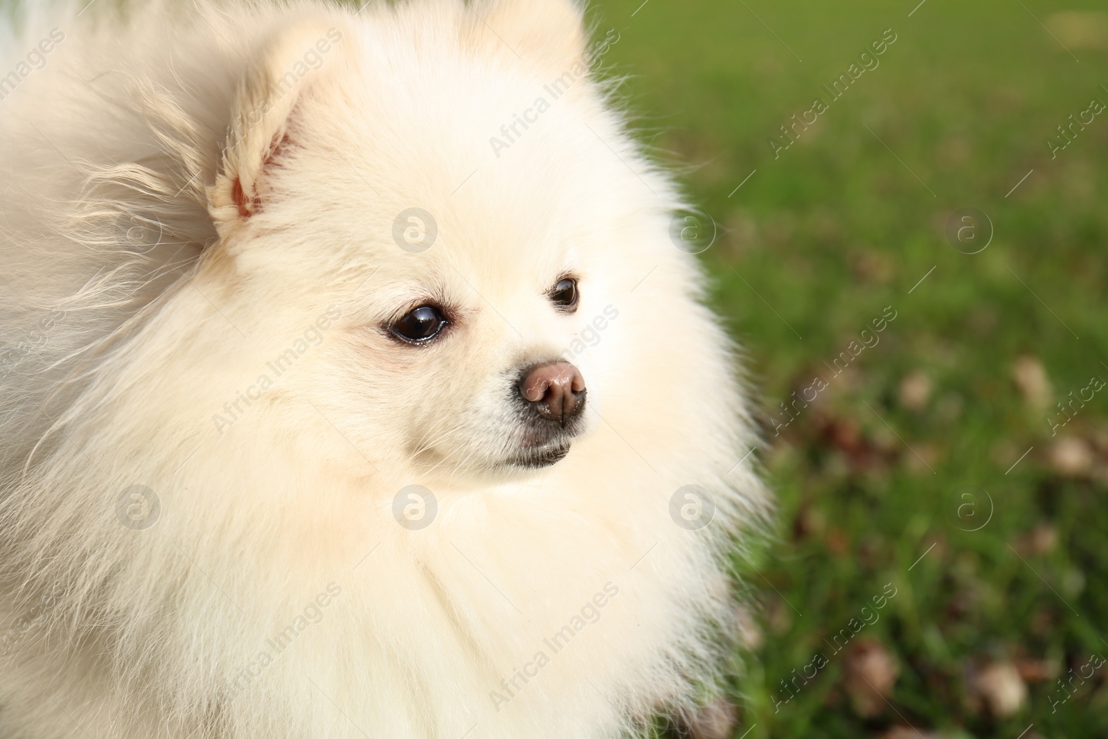 Photo of Cute fluffy Pomeranian dog on green grass outdoors, space for text. Lovely pet