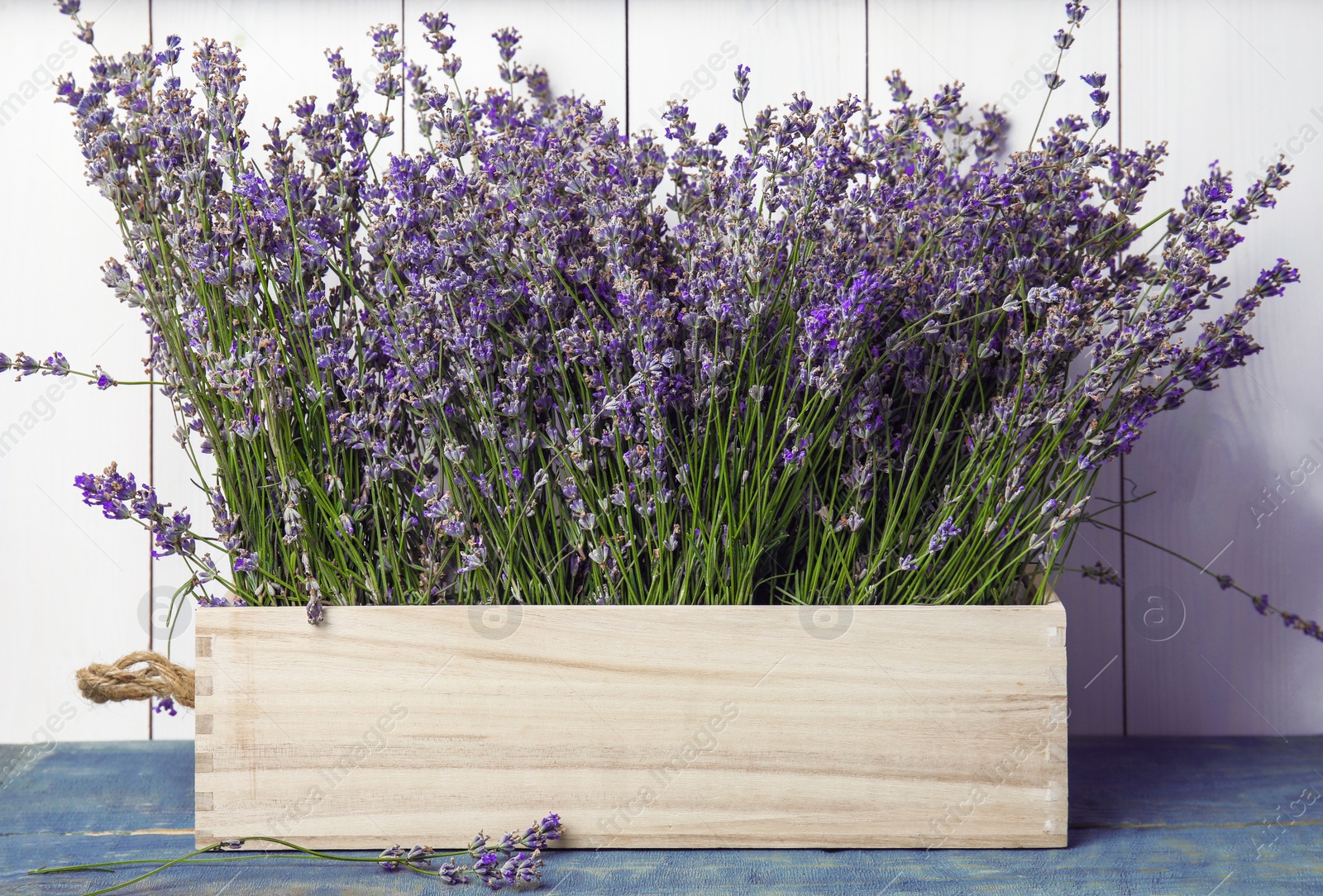 Photo of Blooming lavender flowers in wooden crate on table