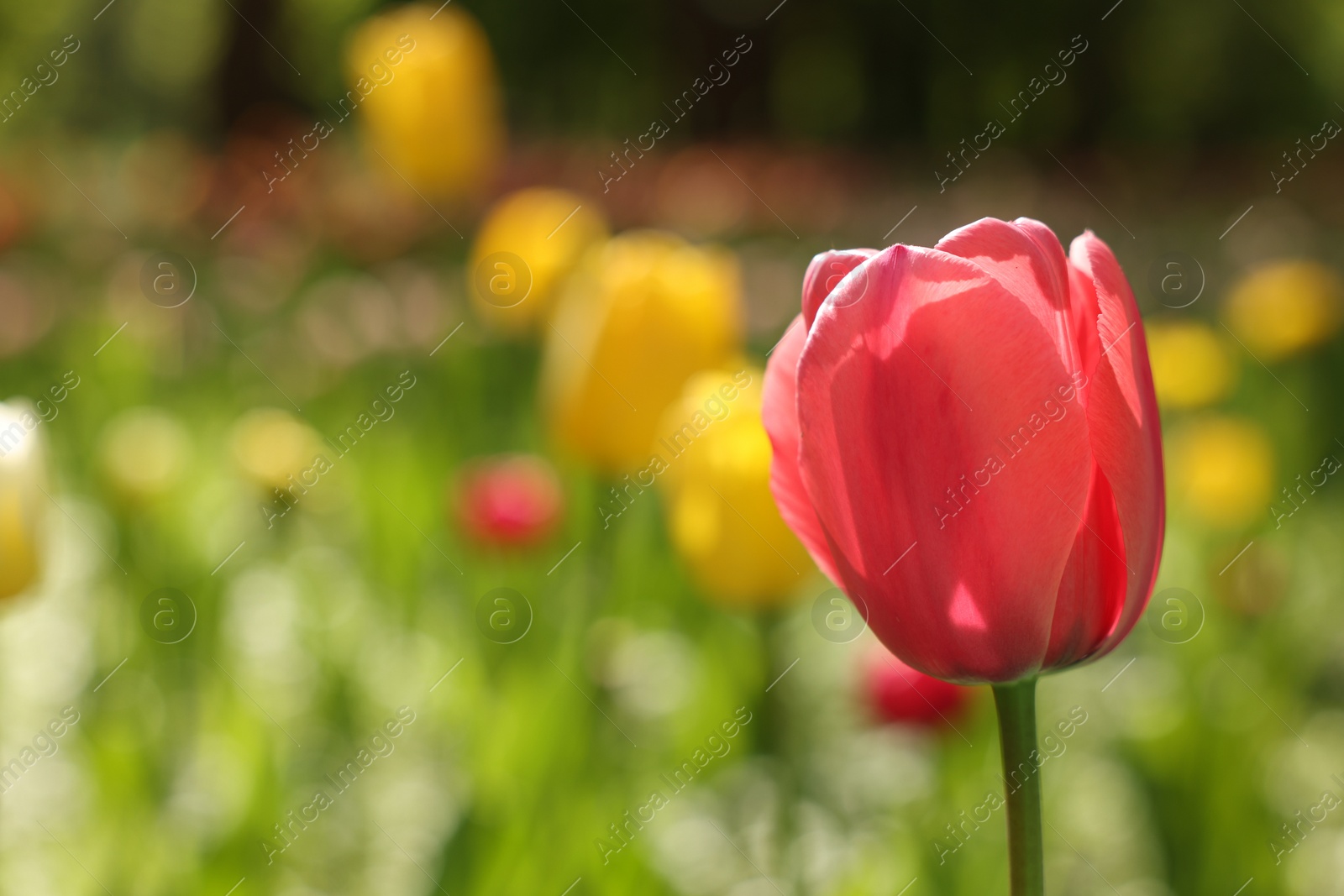 Photo of Beautiful bright tulip growing outdoors on sunny day, closeup. Space for text