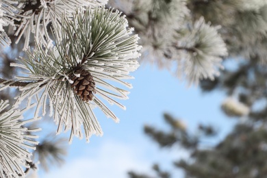 Photo of Conifer tree branches covered with hoarfrost outdoors on winter morning, closeup. Space for text