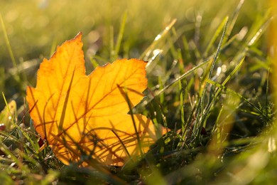 Photo of Beautiful fallen leaf among green grass outdoors on sunny autumn day, closeup. Space for text