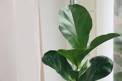 Photo of Beautiful green ficus plant indoors. House decor