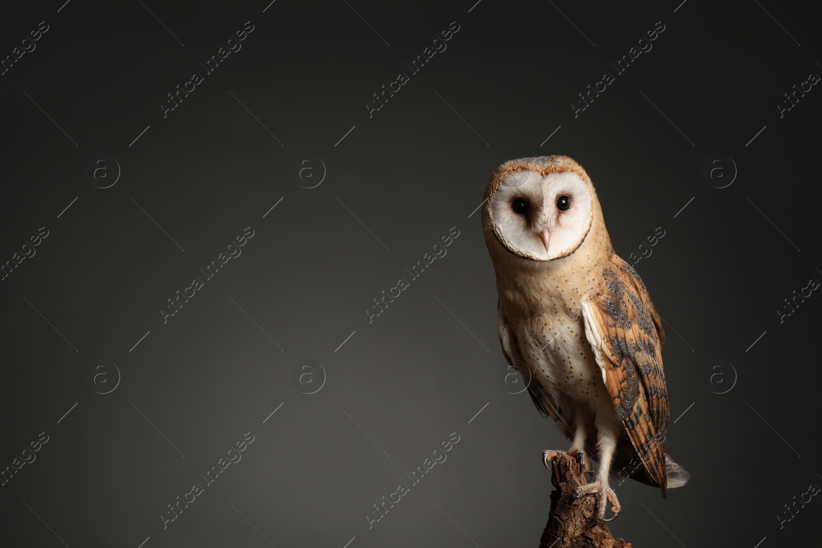 Photo of Beautiful common barn owl on tree against grey background. Space for text