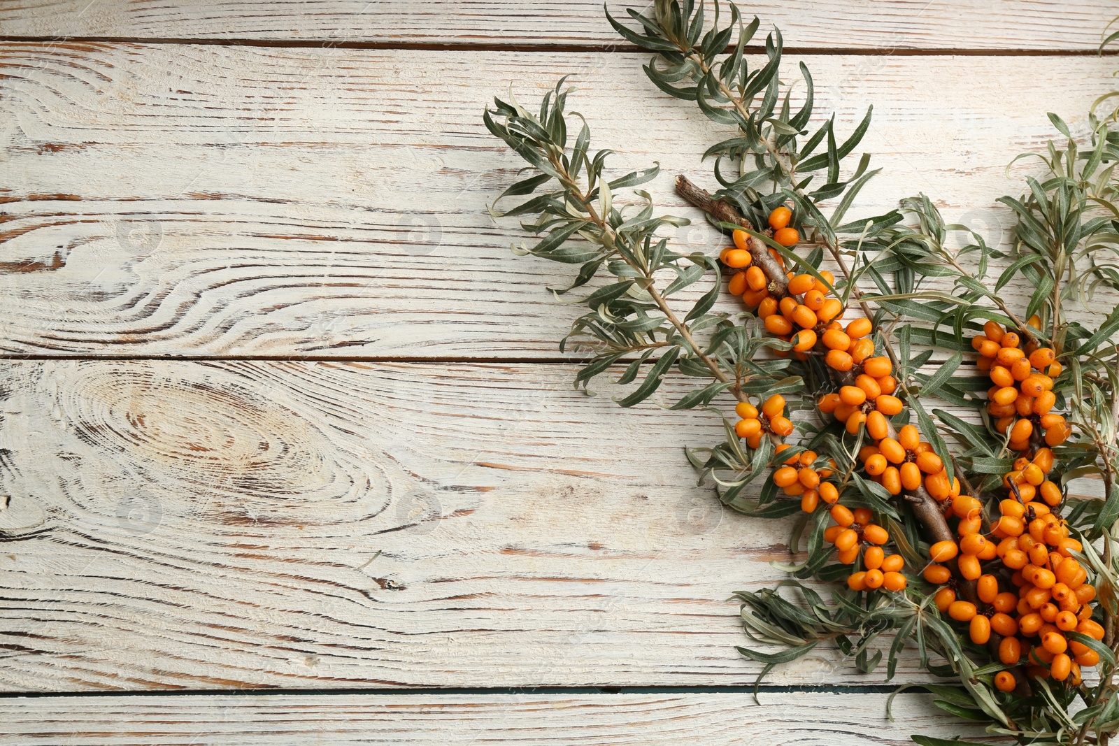 Photo of Branches of sea buckthorn on white wooden table, flat lay. Space for text