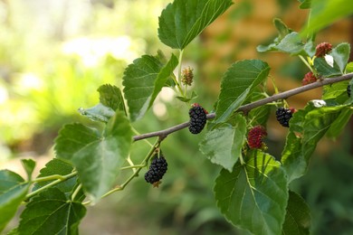 Branch with ripe and unripe mulberries in garden, closeup