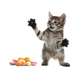 Vitamins for pets. Cute kitten and different pills on white background