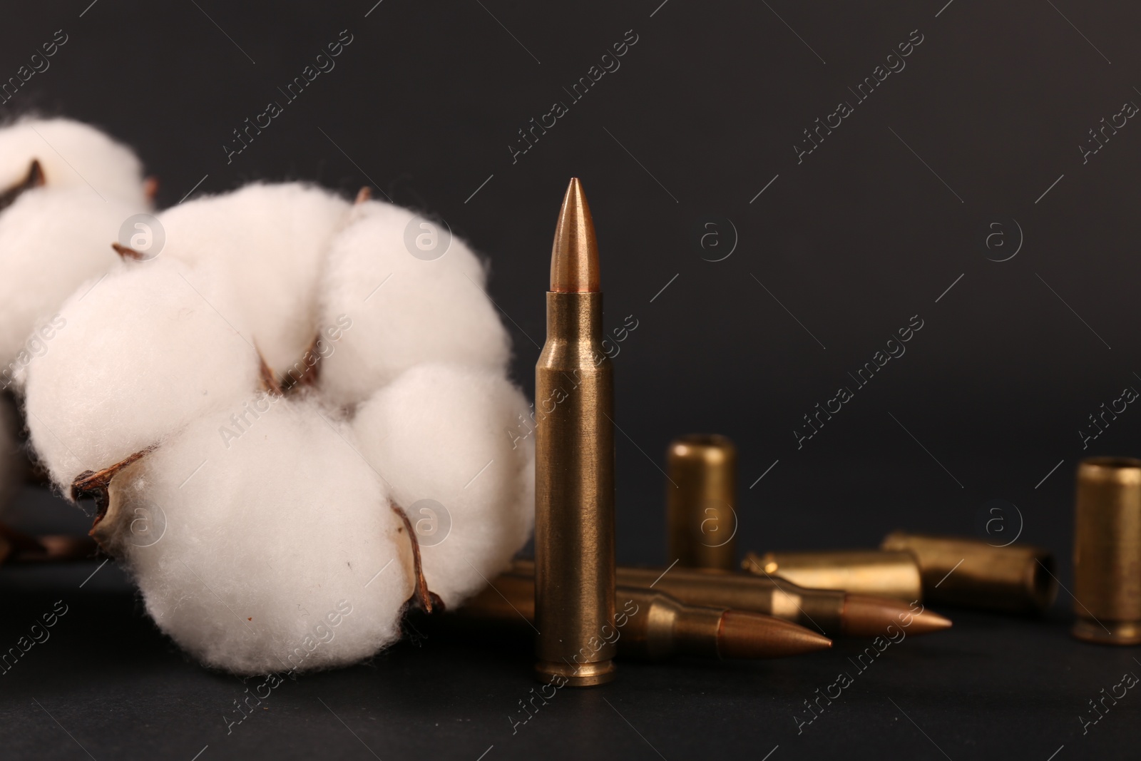 Photo of Bullets, cartridge cases and beautiful cotton flower on black background, closeup