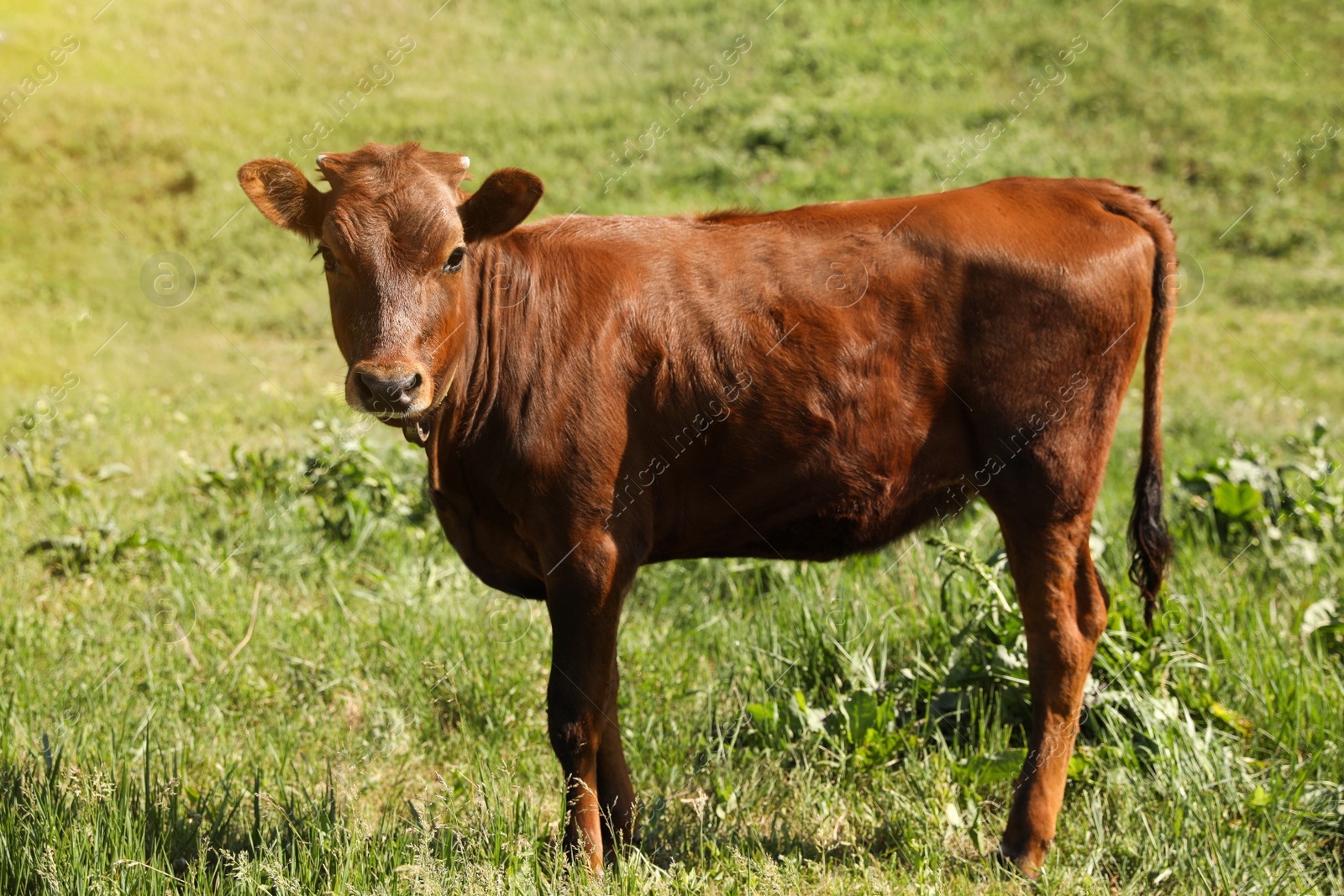 Photo of Cute brown calf on green pasture. Animal husbandry