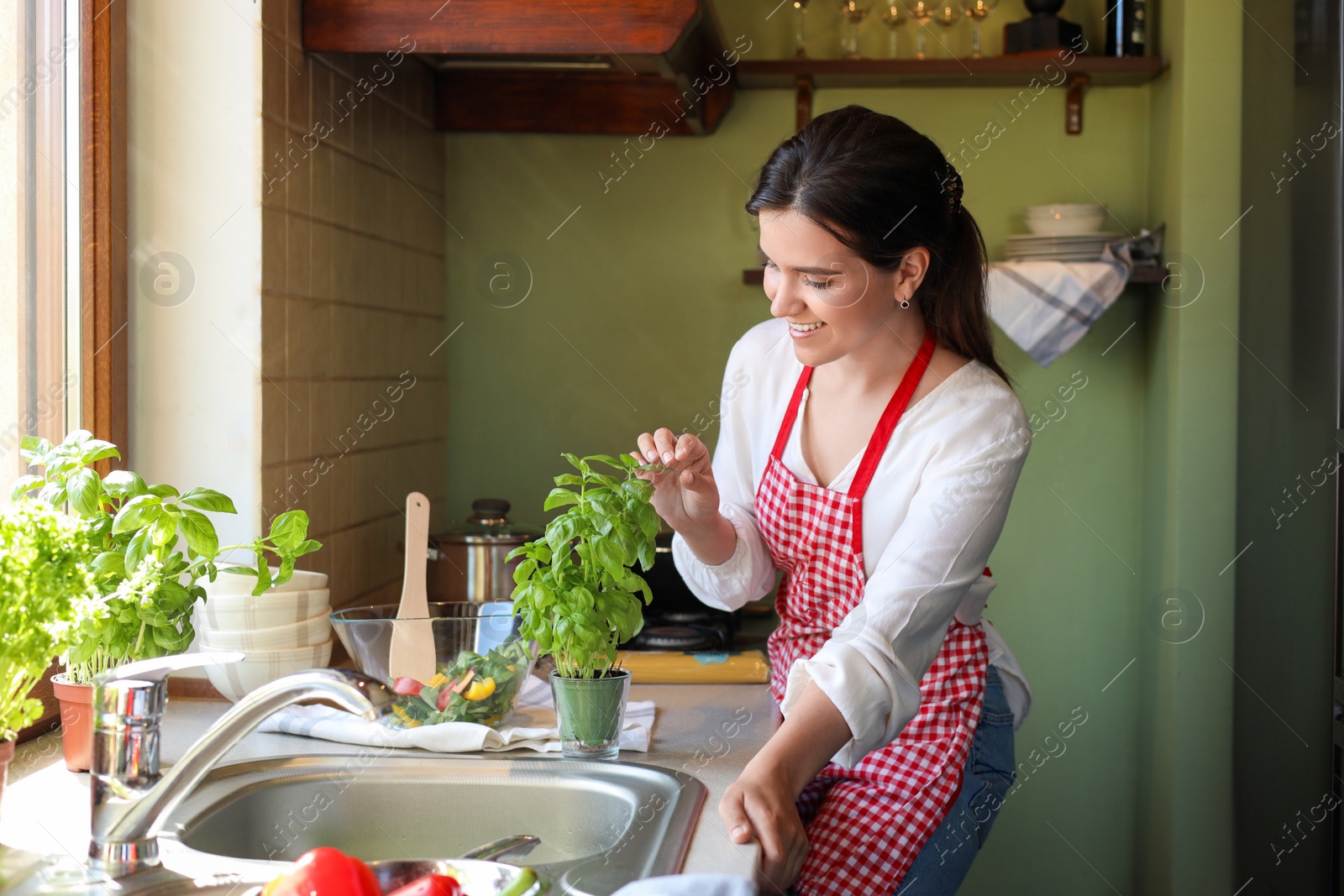 Photo of Young woman picking fresh leaves from potted basil at countertop in kitchen
