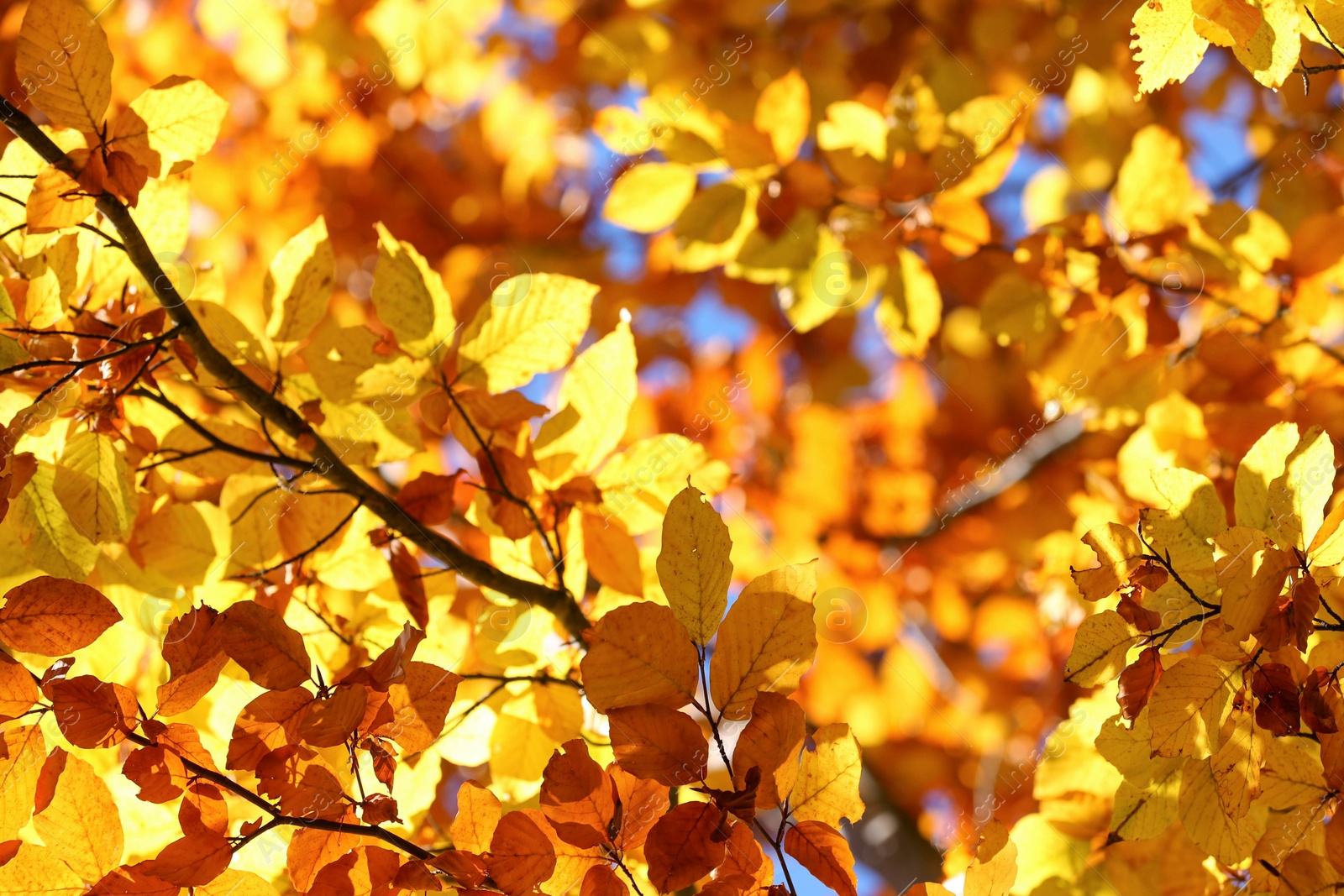 Photo of Tree with beautiful bright leaves outdoors on sunny autumn day, closeup