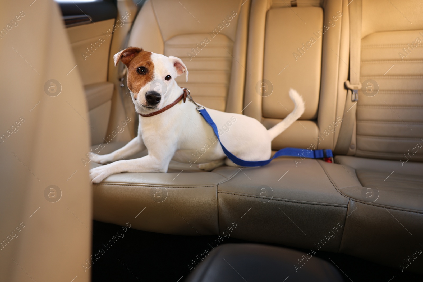 Photo of Jack Russel Terrier in car. Adorable pet