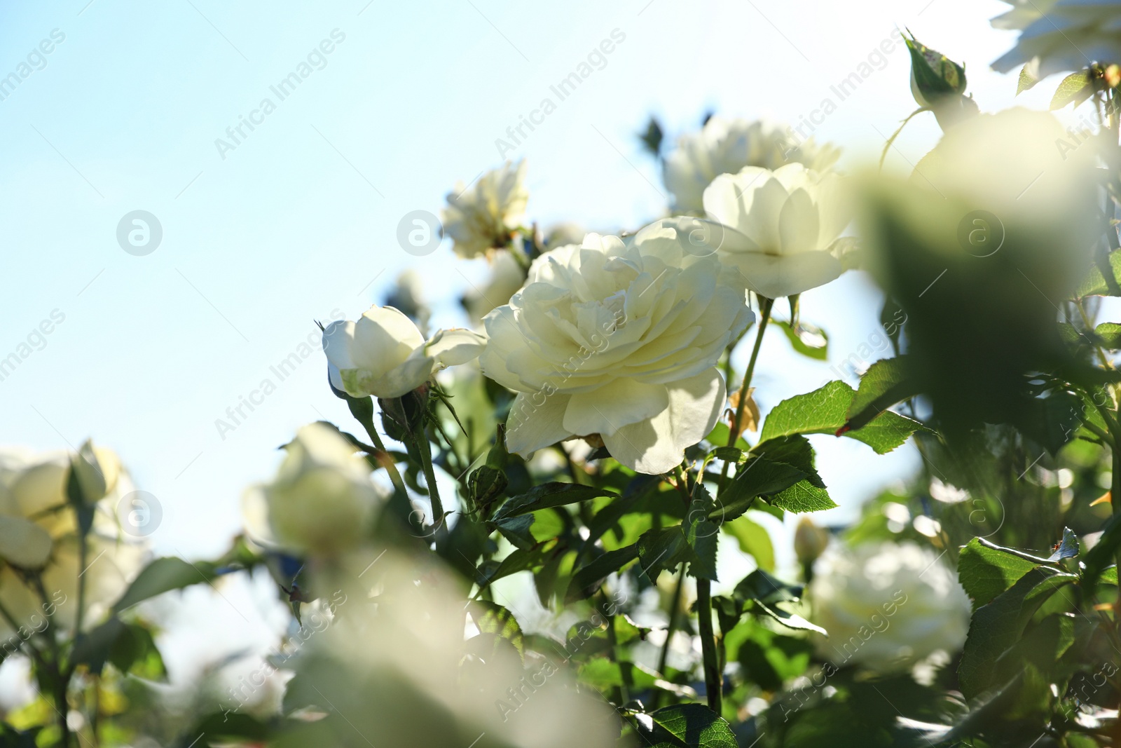 Photo of Green bush with beautiful roses in blooming garden on sunny day