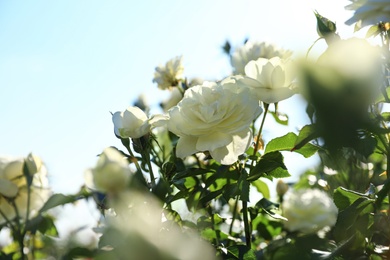 Green bush with beautiful roses in blooming garden on sunny day