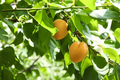 Photo of Ripe apricots on branch of tree, closeup